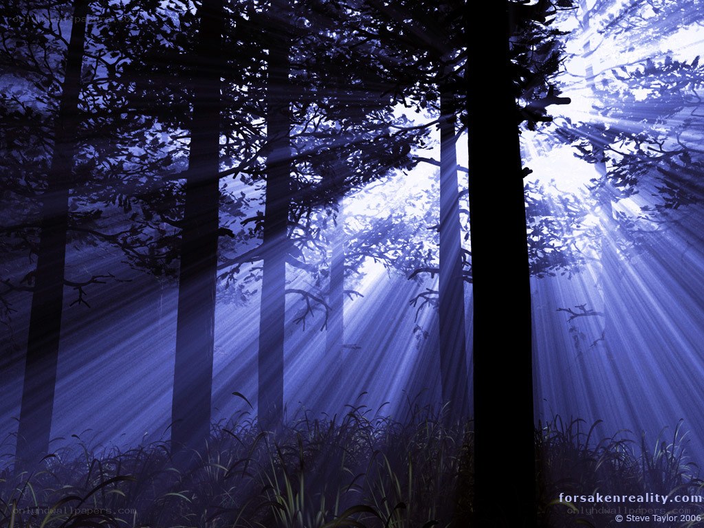 Sunlight through forest trees