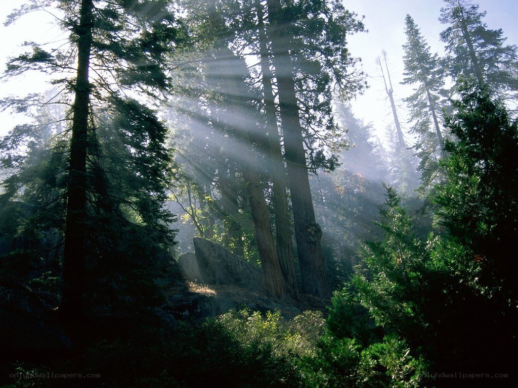 Sunlight through forest trees