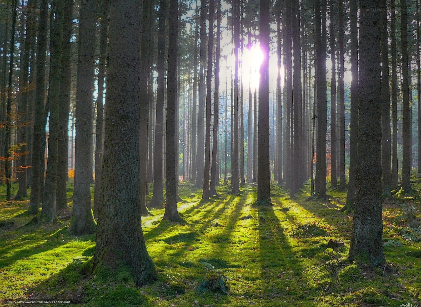 Sunlight through forest trees