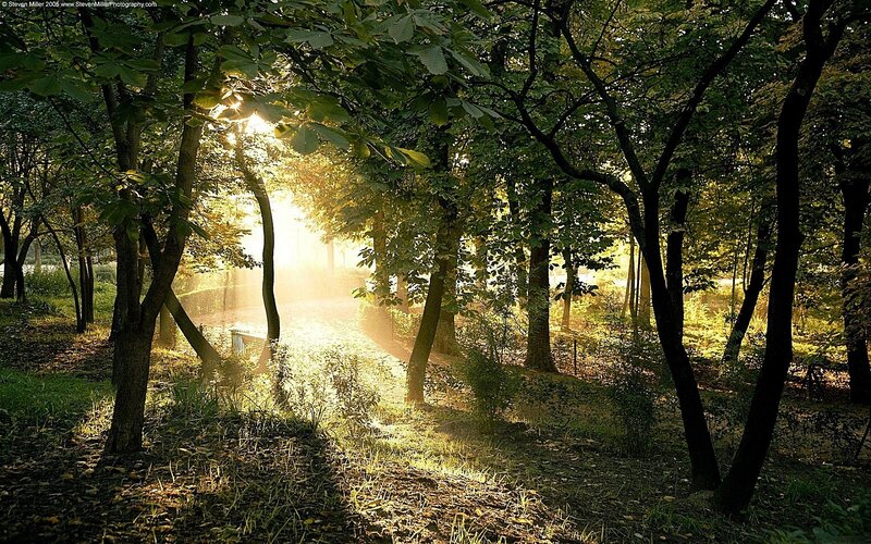 Sunlight through forest trees