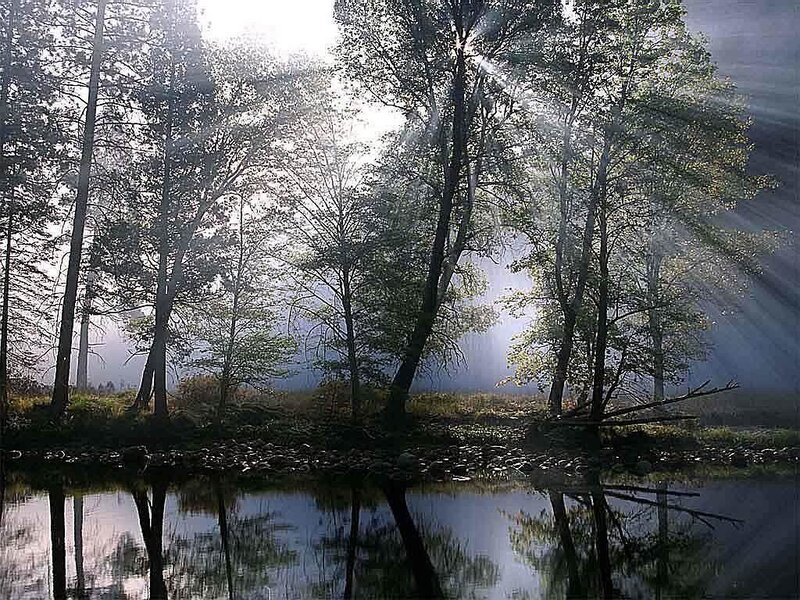 Sunlight through forest trees