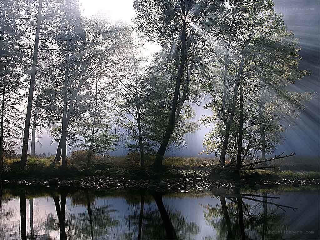 Sunlight through forest trees