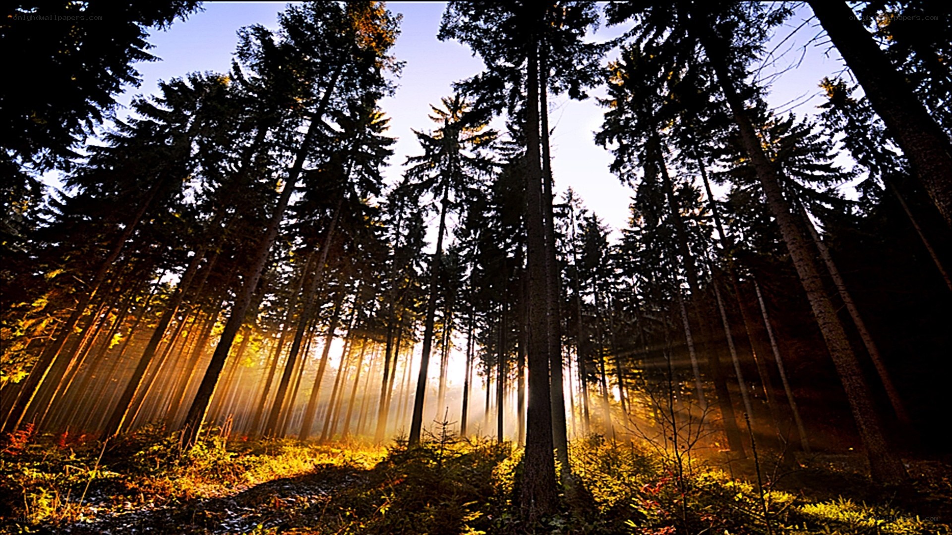 Sunlight through forest trees
