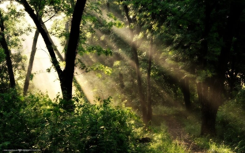 Sunlight through forest trees