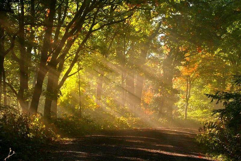 Sunlight through forest trees