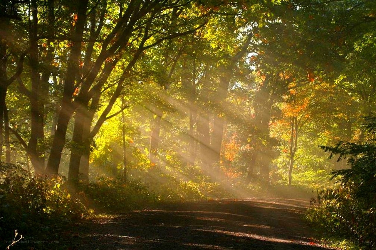 Sunlight through forest trees