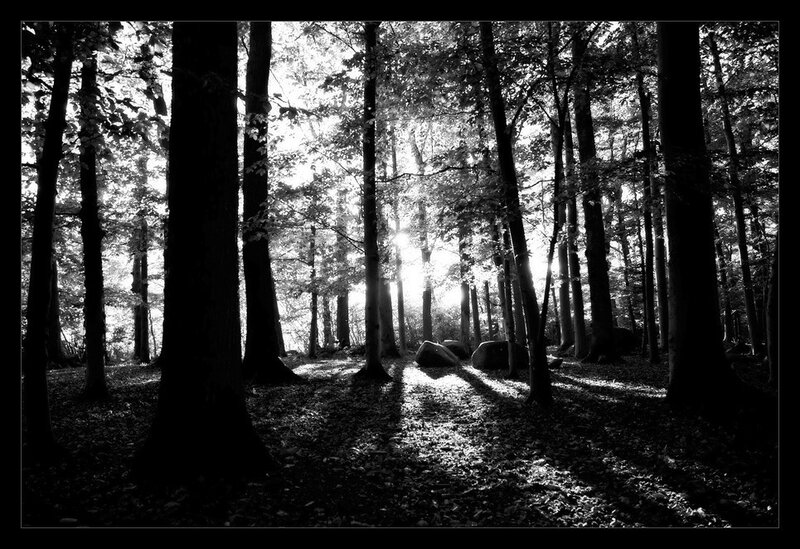 Sunlight through forest trees