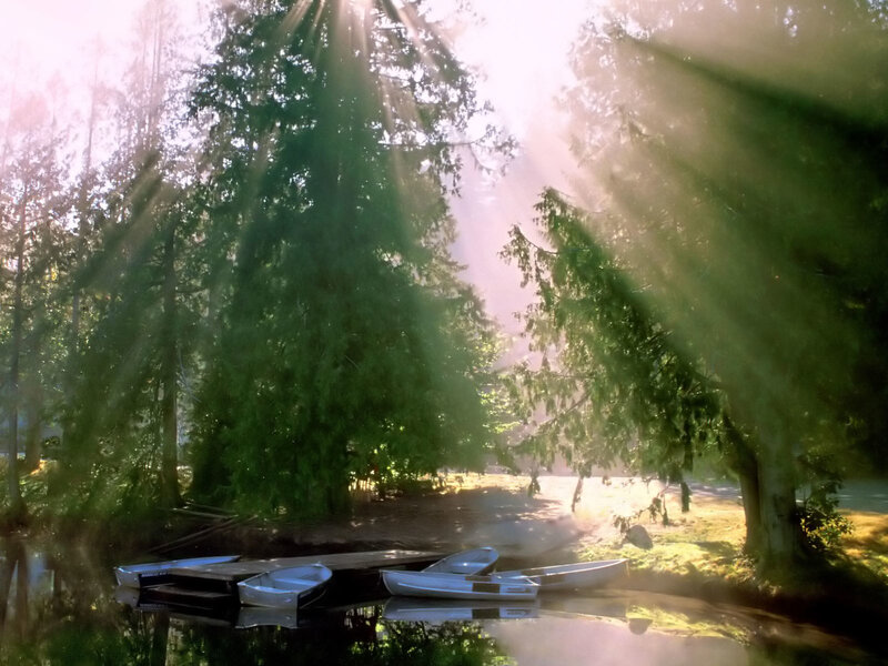 Sunlight through forest trees