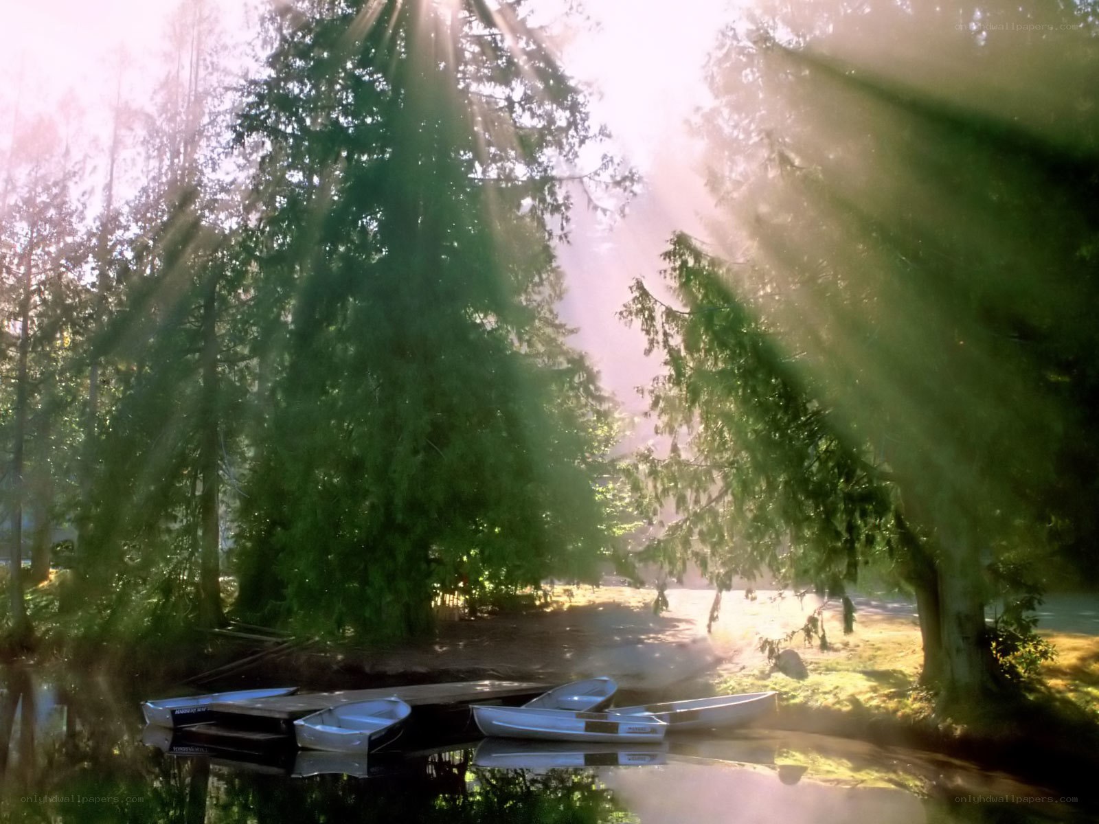 Sunlight through forest trees