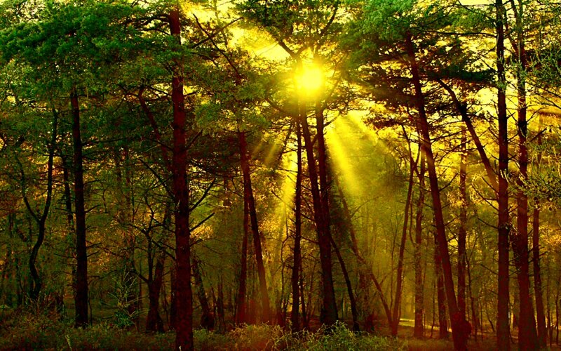Sunlight through forest trees