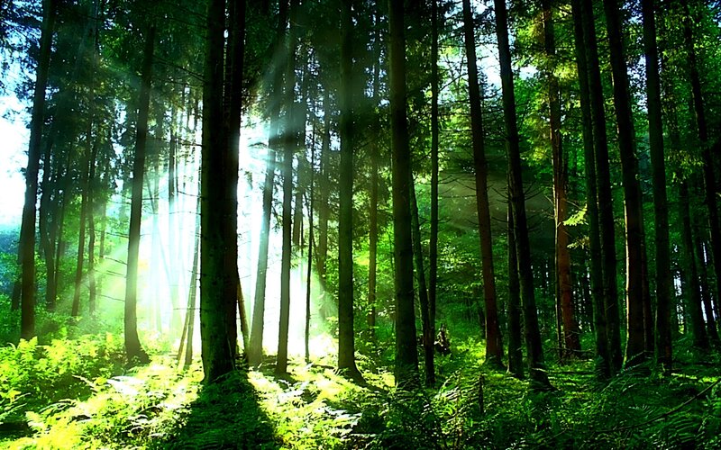 Sunlight through forest trees