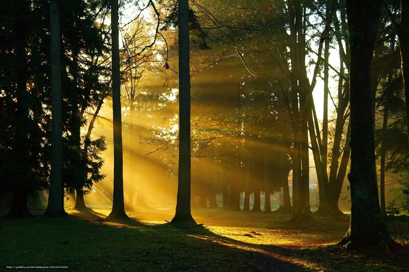 Sunlight through forest trees