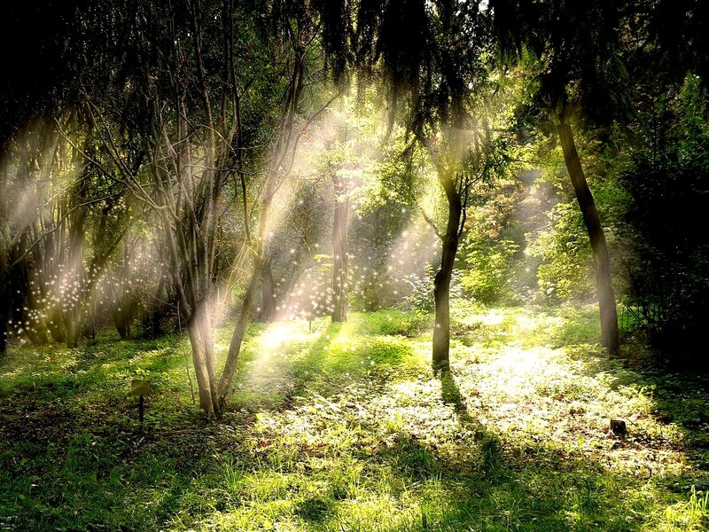 Sunlight through forest trees