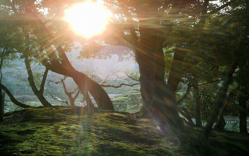 Sunlight through forest trees