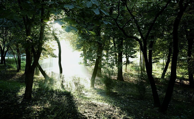 Sunlight through forest trees