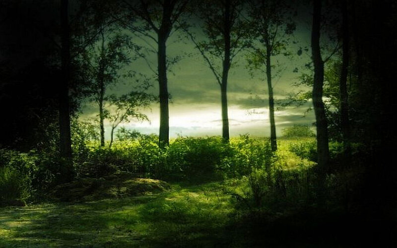 Sunlight through forest trees