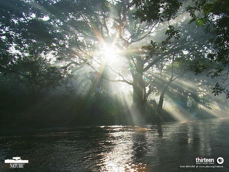 Sunlight through forest trees