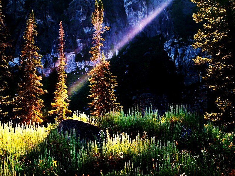 Sunlight through forest trees