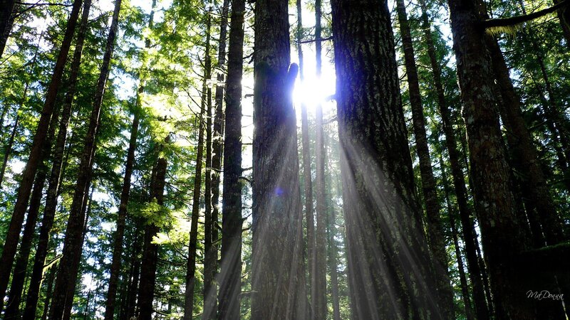Sunlight through forest trees