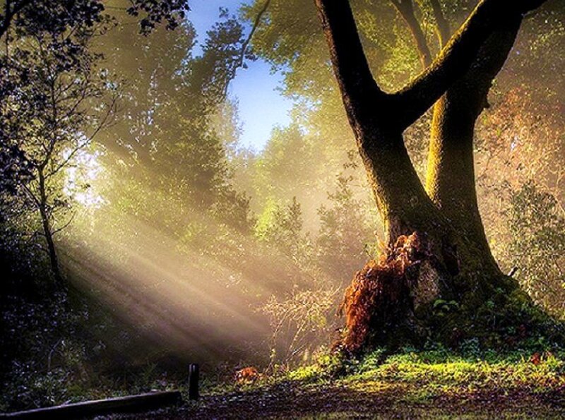 Sunlight through forest trees