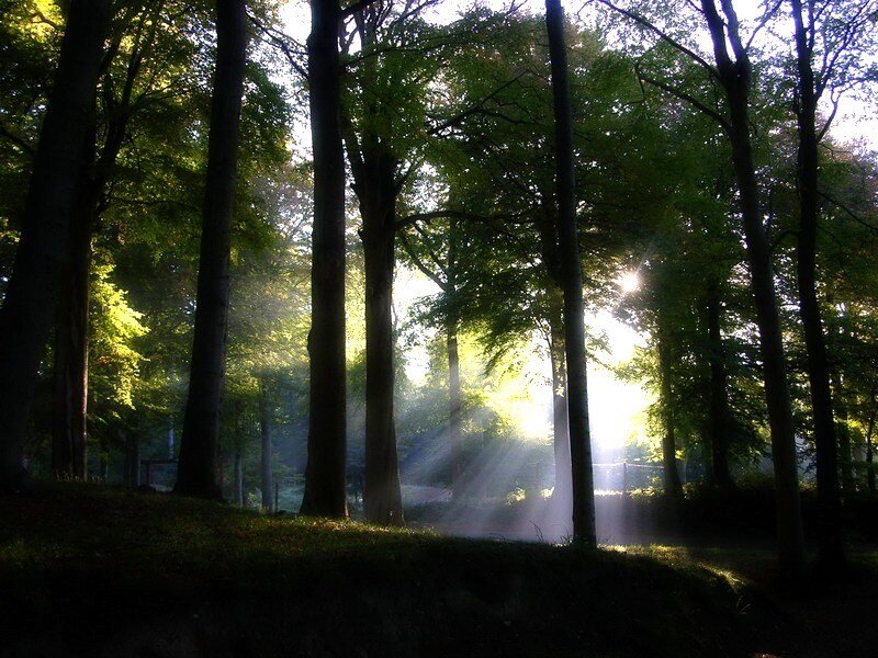 Sunlight through forest trees
