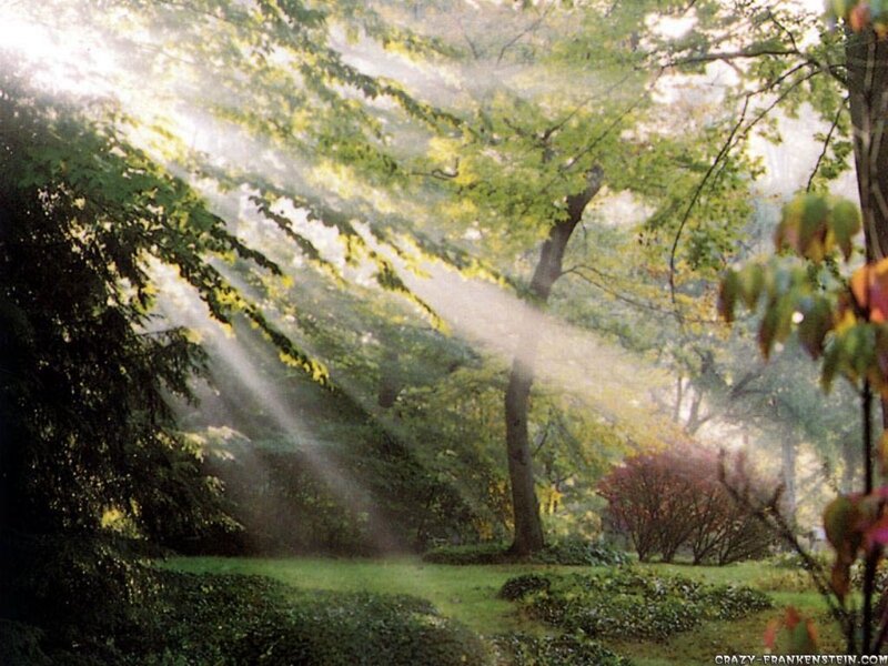 Sunlight through forest trees