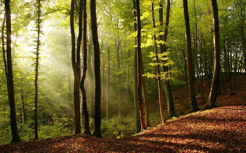 Sunlight through forest trees