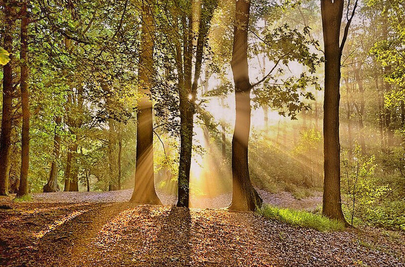 Sunlight through forest trees