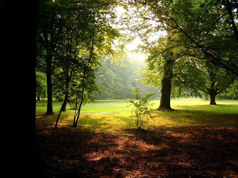 Sunlight through forest trees