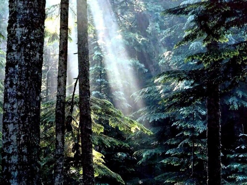 Sunlight through forest trees