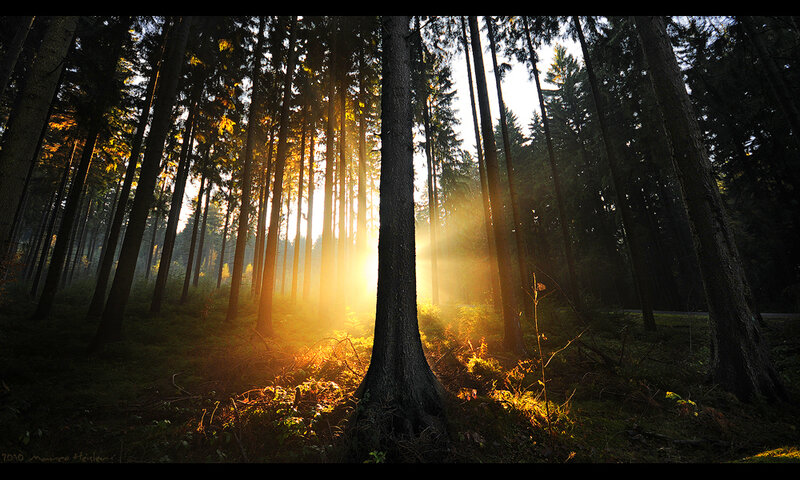Sunlight through forest trees