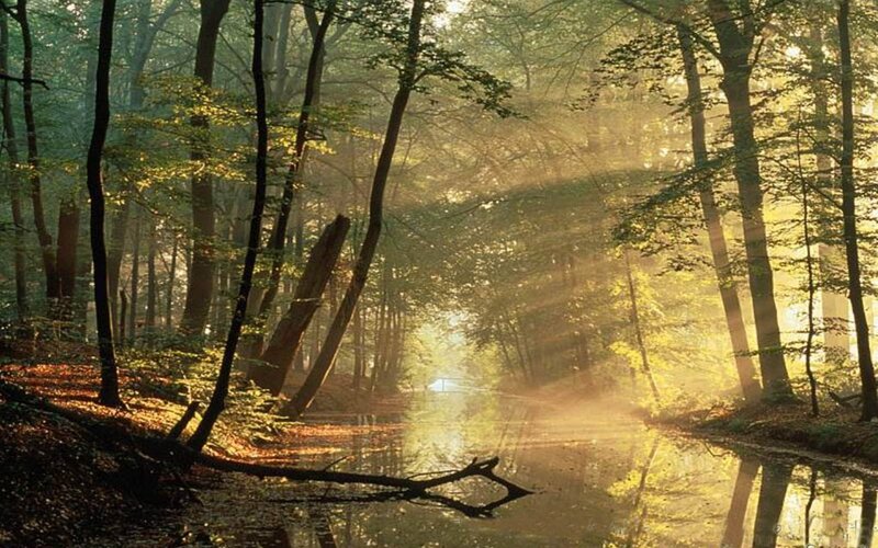 Sunlight through forest trees