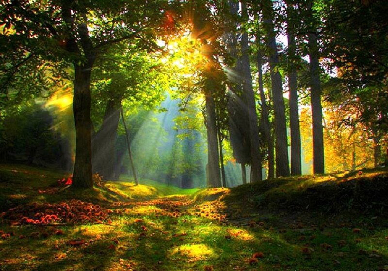 Sunlight through forest trees