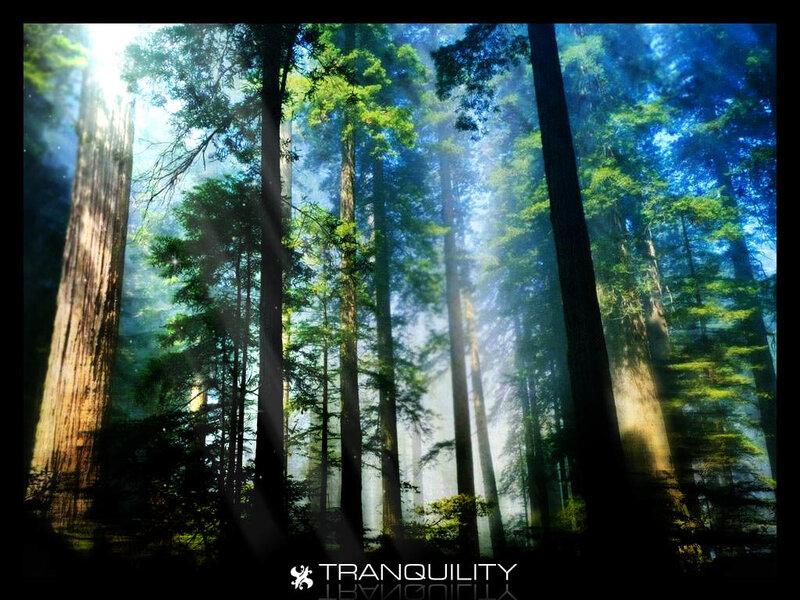 Sunlight through forest trees