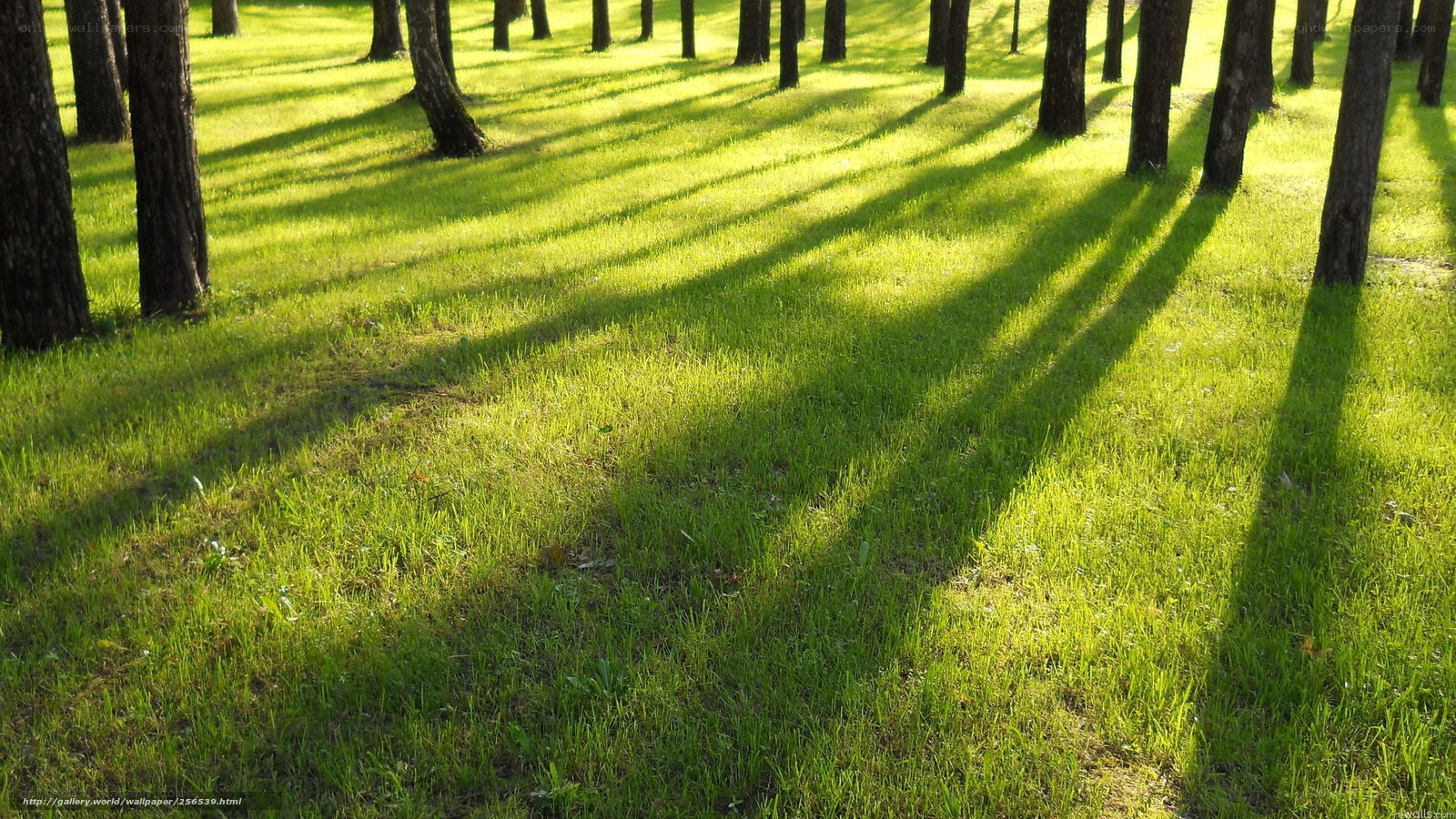 Sunlight through forest trees