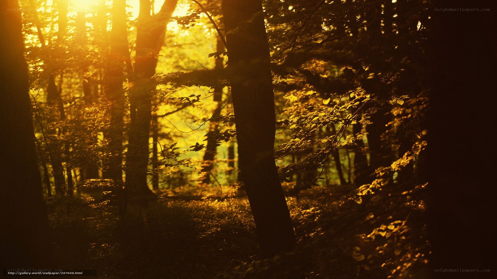 Sunlight through forest trees