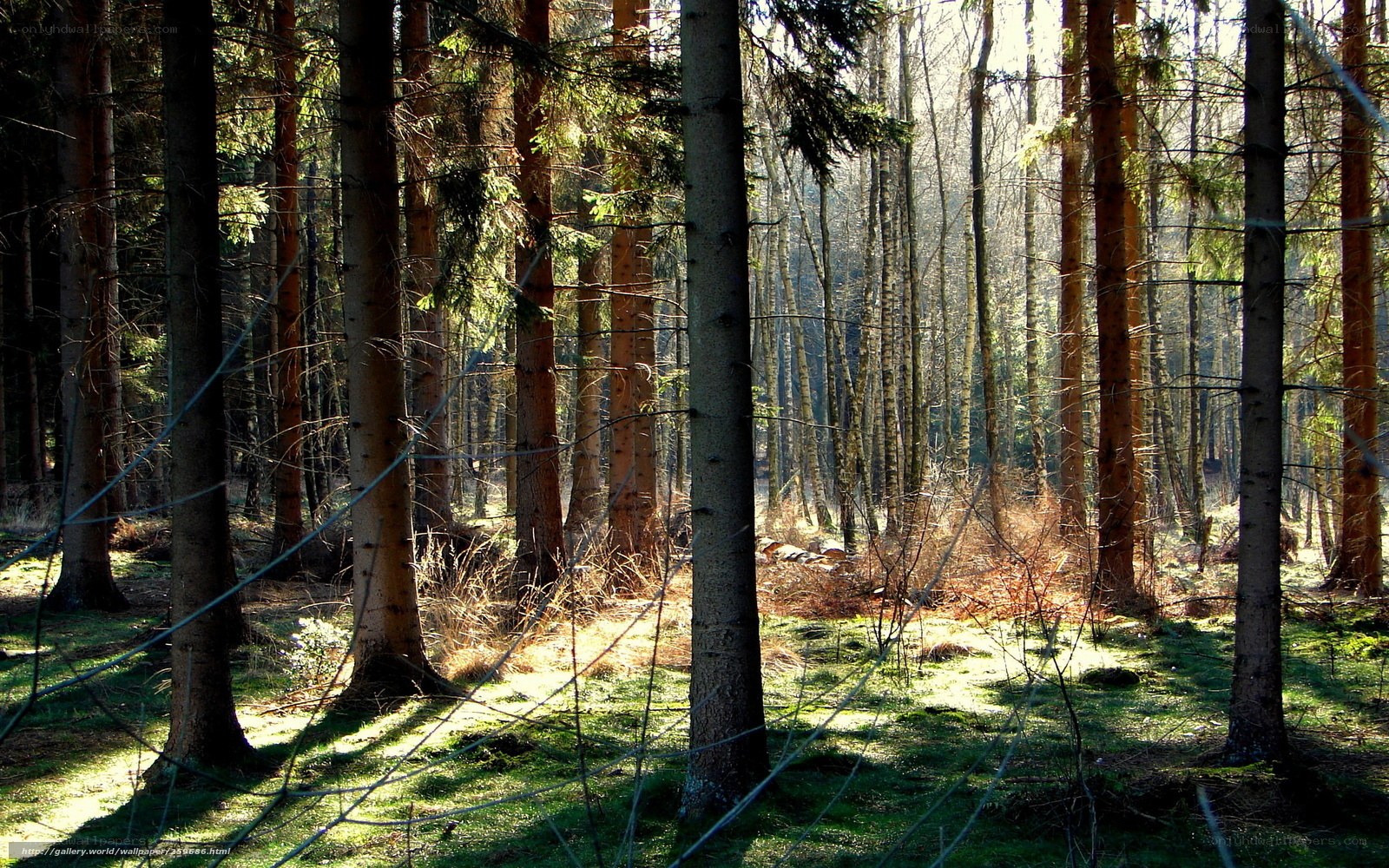 Sunlight through forest trees