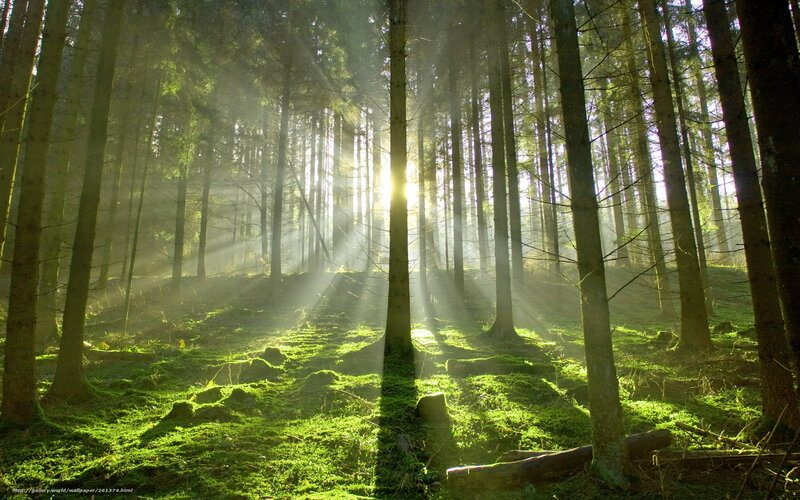Sunlight through forest trees