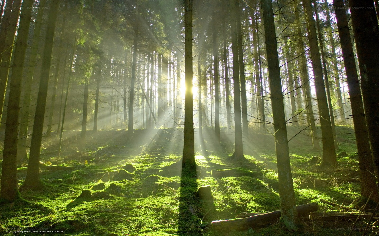 Sunlight through forest trees