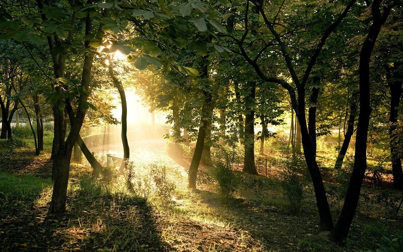 Sunlight through forest trees