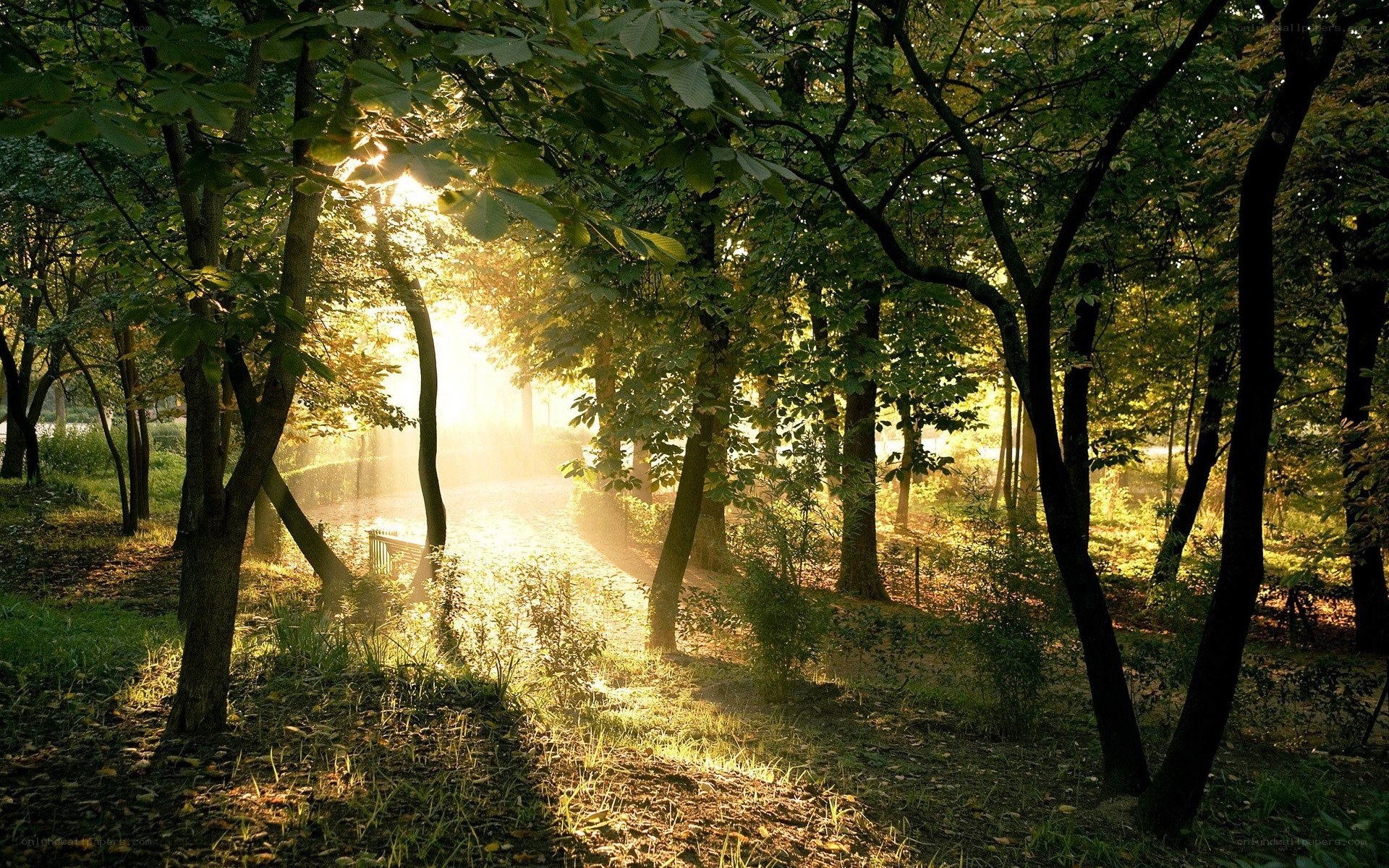 Sunlight through forest trees