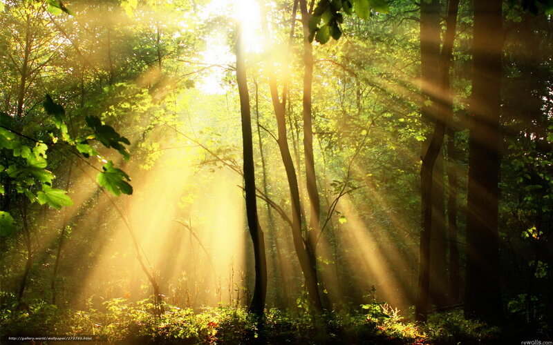 Sunlight through forest trees