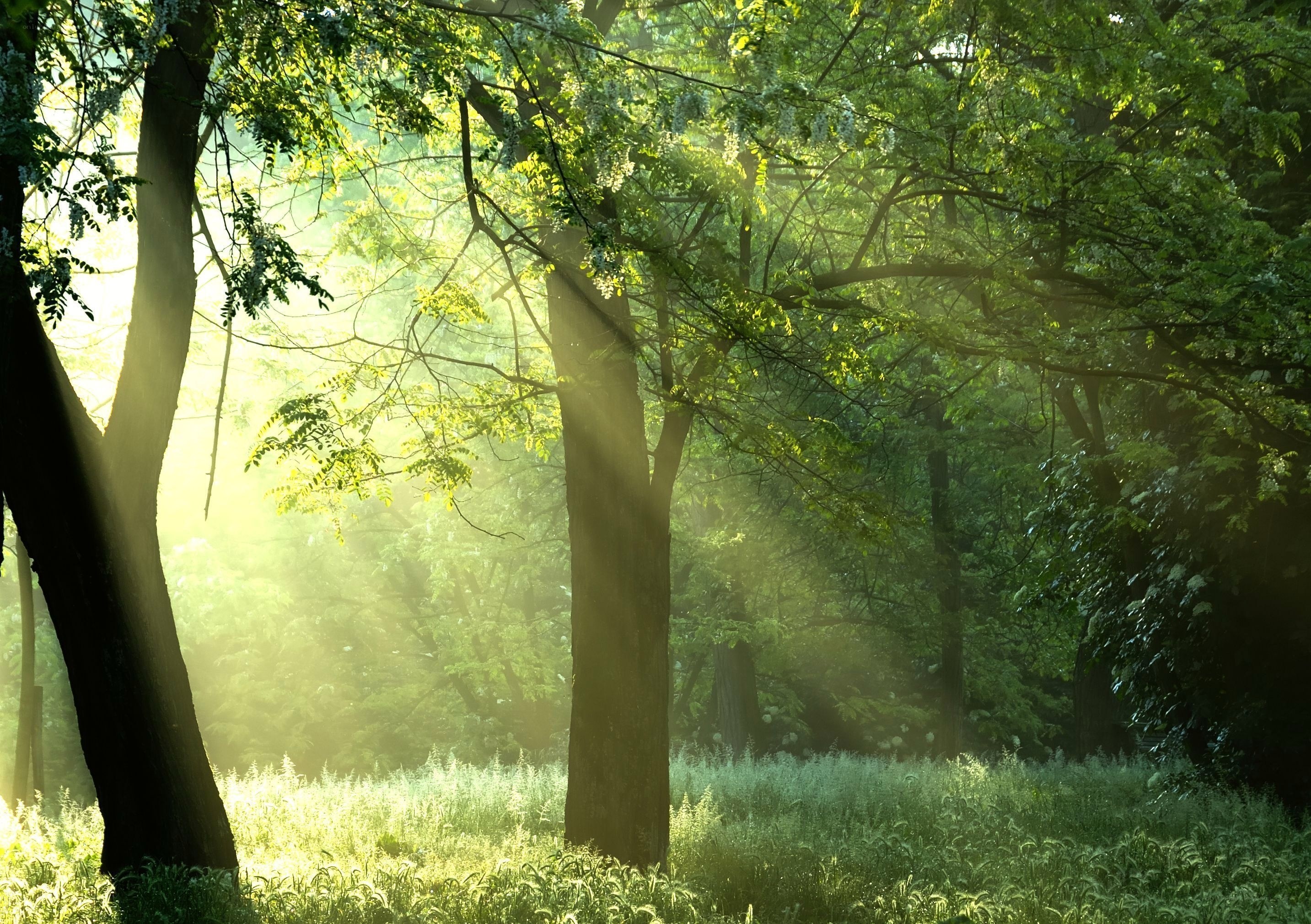 Sunlight through forest trees