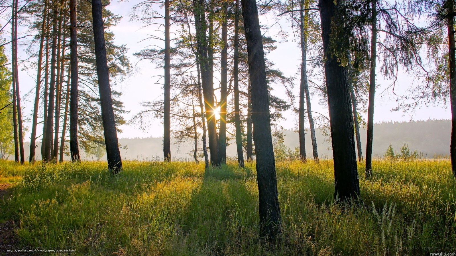 Sunlight through forest trees