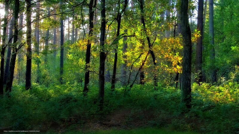 Sunlight through forest trees