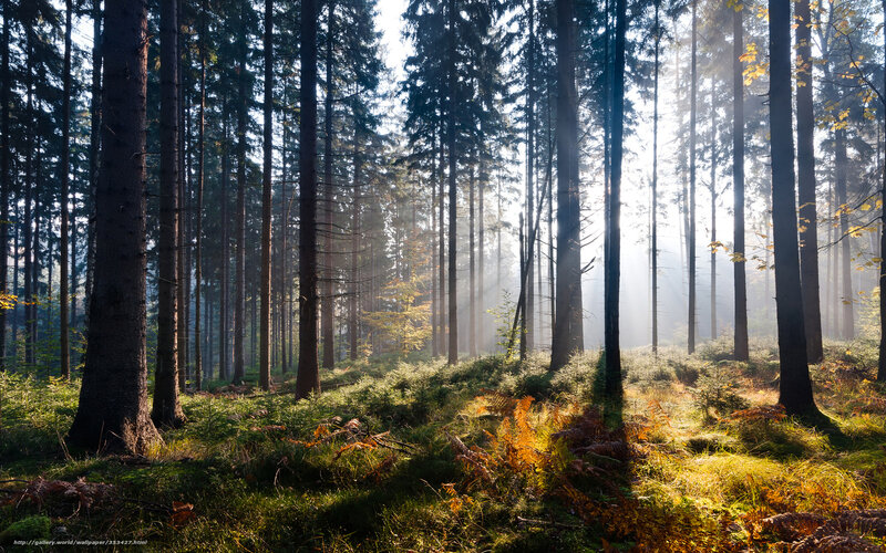 Sunlight through forest trees
