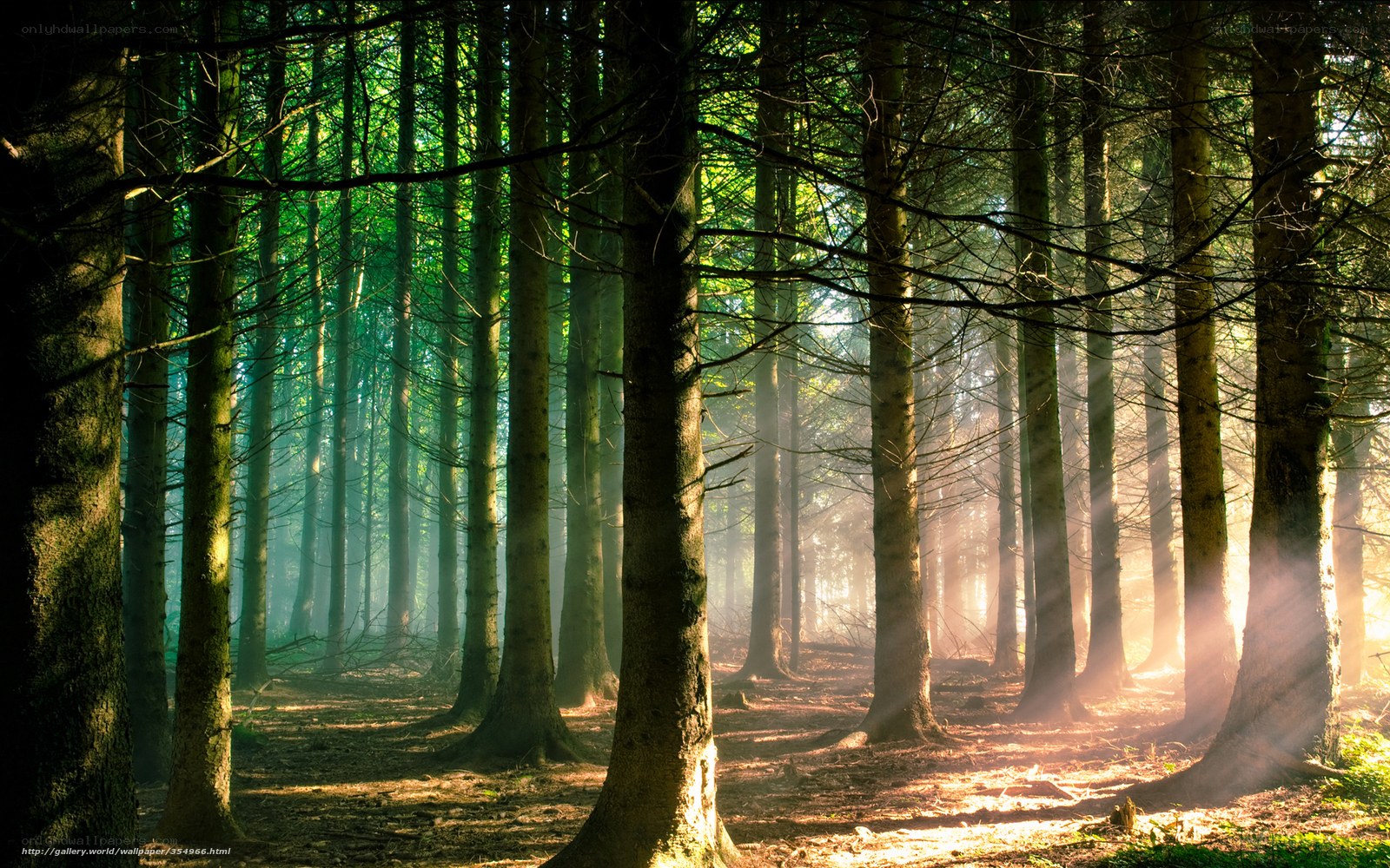 Sunlight through forest trees