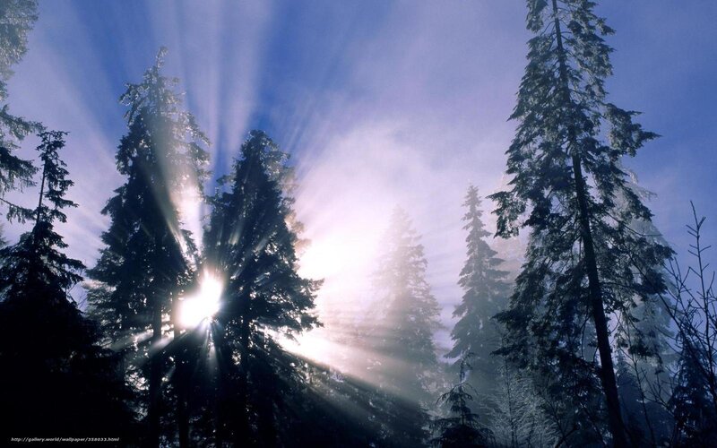 Sunlight through forest trees
