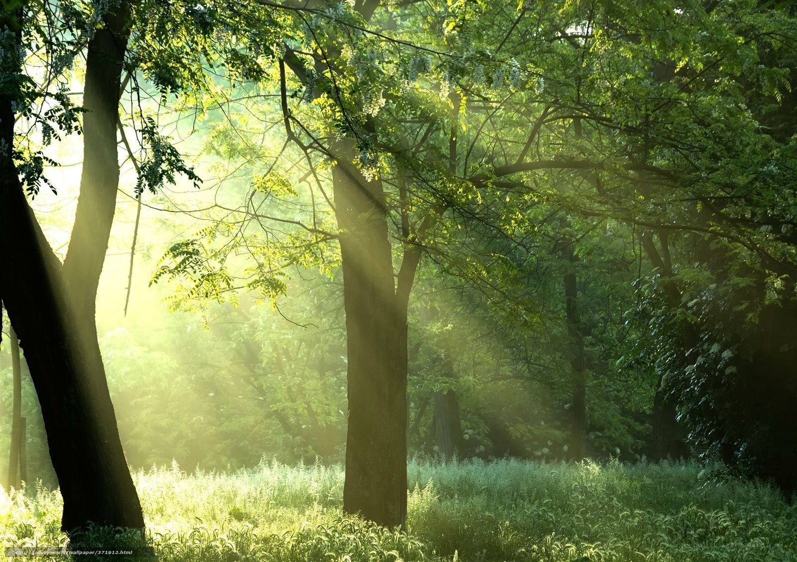 Sunlight through forest trees
