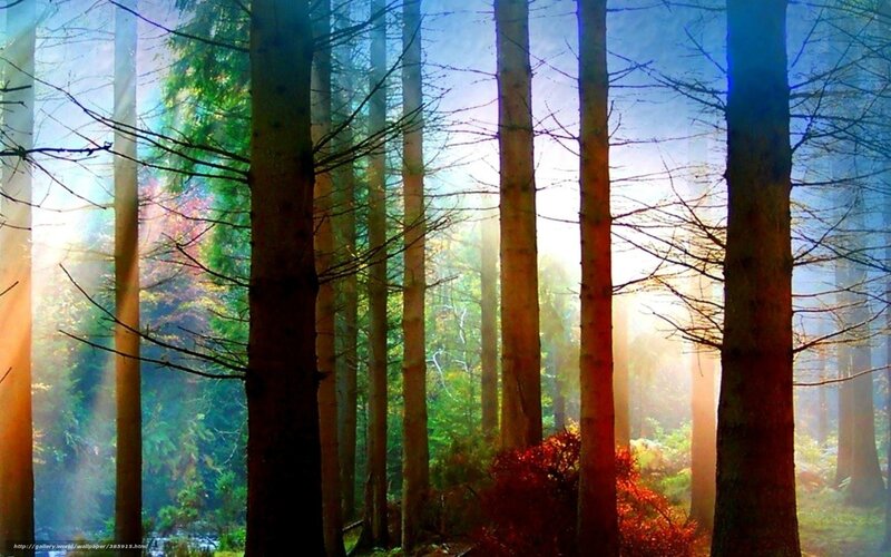 Sunlight through forest trees
